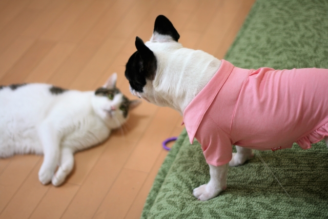 婚活における【犬派vs猫派】論争