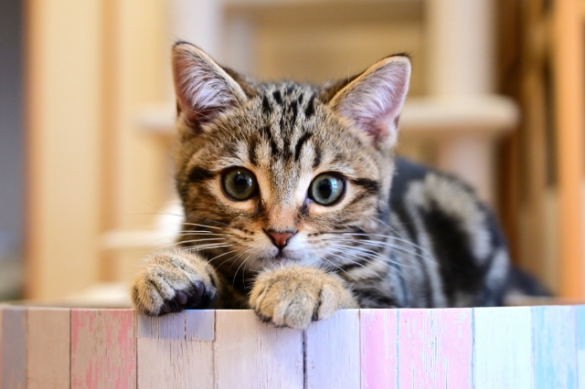 子猫
